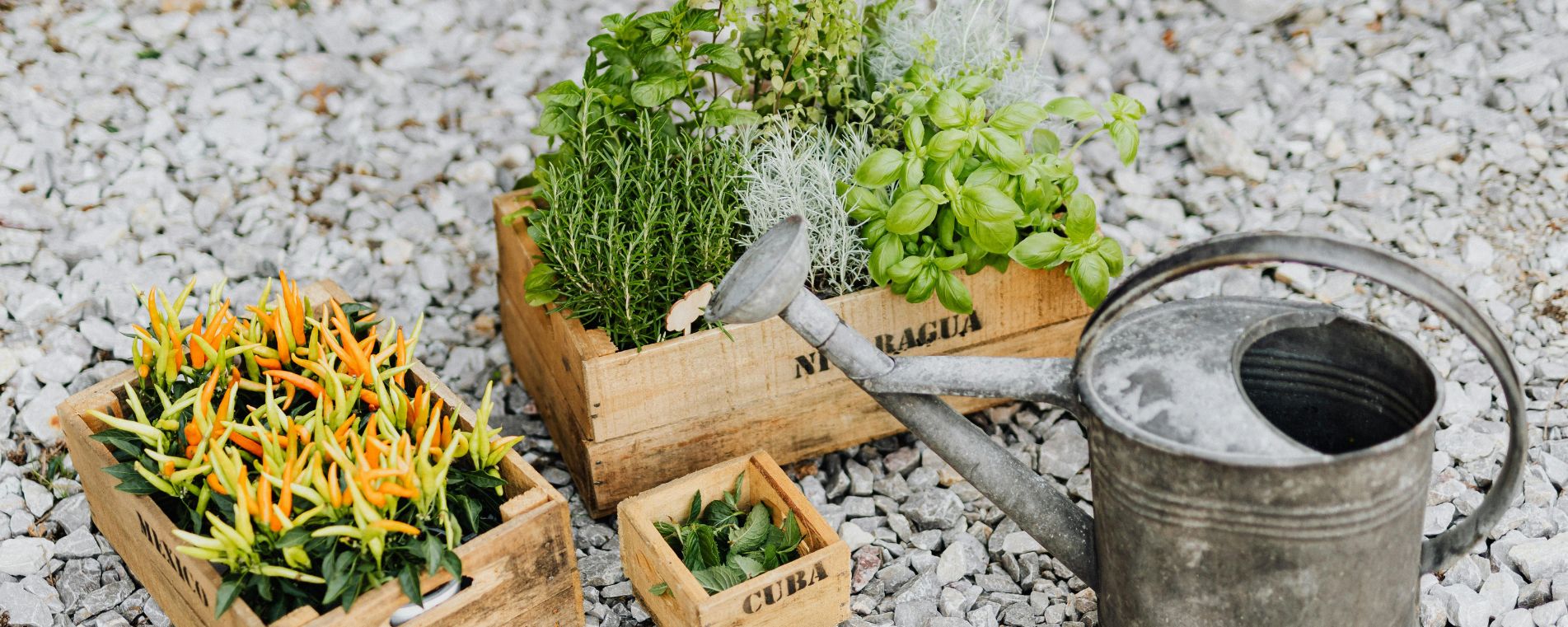 Benefits of a Greenhouse