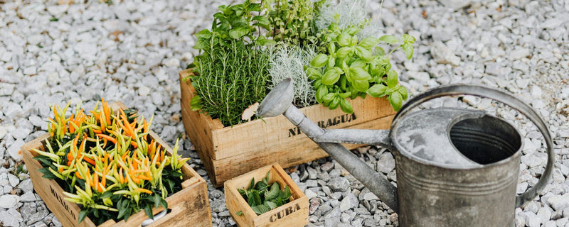 Benefits of a Greenhouse